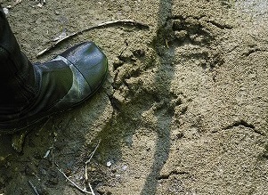 写真 クマの足跡