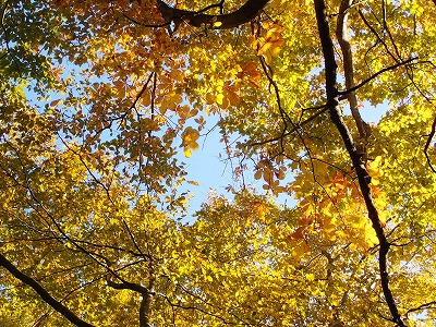 写真 岩木山と残雪