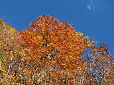 写真 フクジュソウ