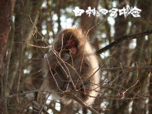 写真 冬の日本猿