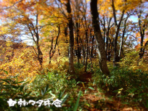 写真 黄葉のブナ林の小道
