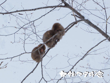写真 3匹の猿が木の上で丸まっています