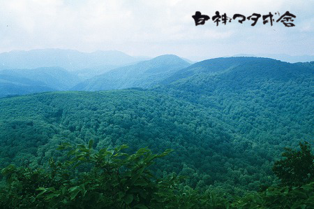 写真 二ッ森山頂から赤石川源流のブナ林