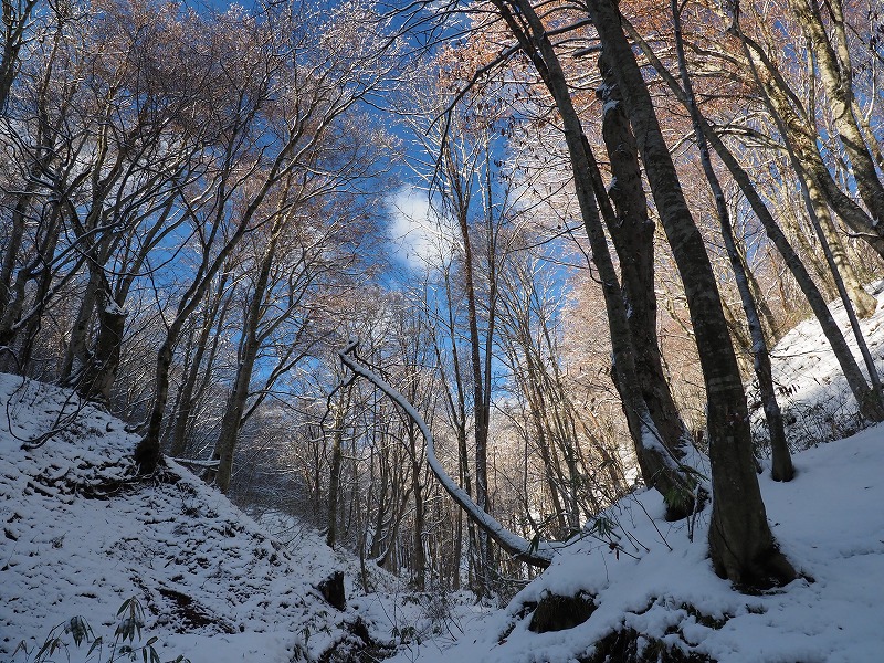 写真 雪のブナ林