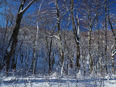 写真 雪景色