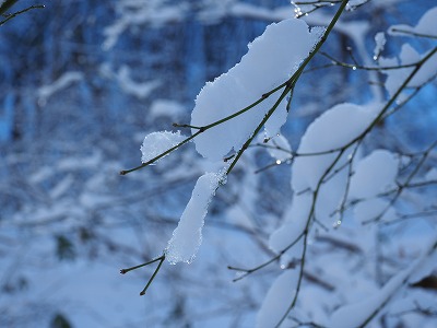 写真　枝の雪