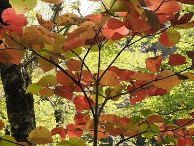 写真 川面紅葉