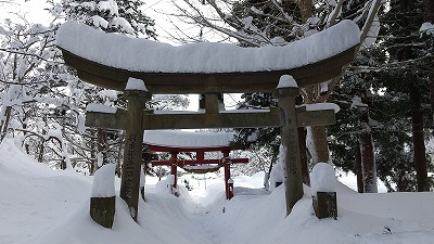 写真 ブナ黄葉アップ