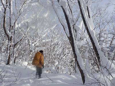 写真 ブナ林黄葉