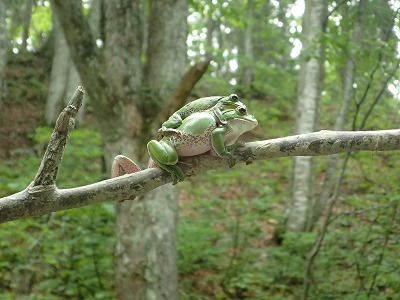 写真 エゾハルゼミ