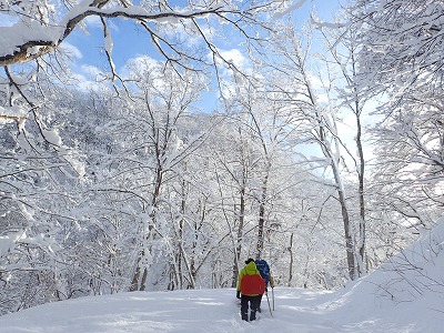 写真 シカ調査林道