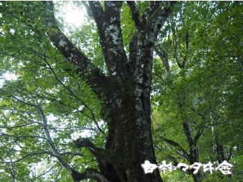 写真：ブナ巨木